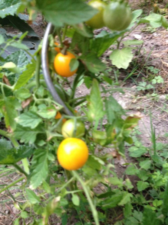 Appartamento Le Jardin Croix Roussien Lione Esterno foto
