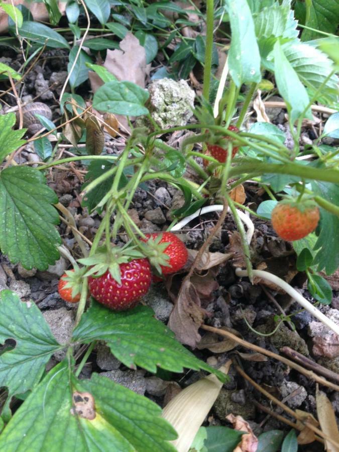 Appartamento Le Jardin Croix Roussien Lione Esterno foto